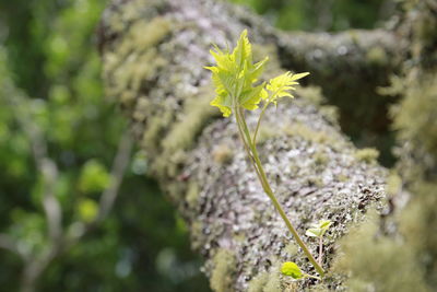 Close-up of plant