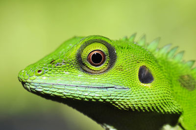 Close-up of lizard