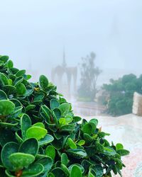 Close-up of plants against blurred background