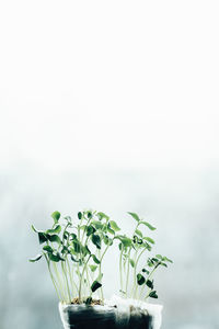 Green sprouts of young greenery macro shooting