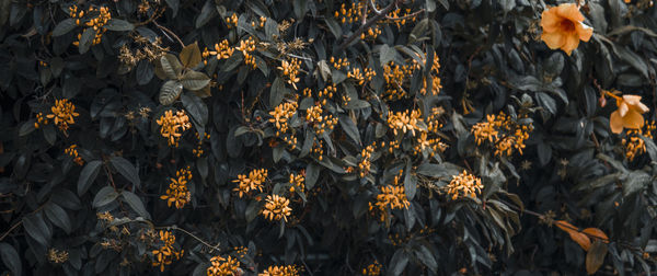 Moody close-up of yellow flowering plants in a garden