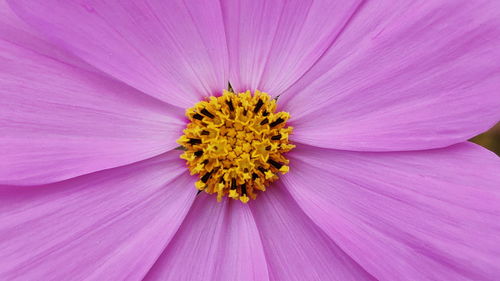 Close-up of pink cosmos flower