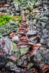 Close-up of tree trunk