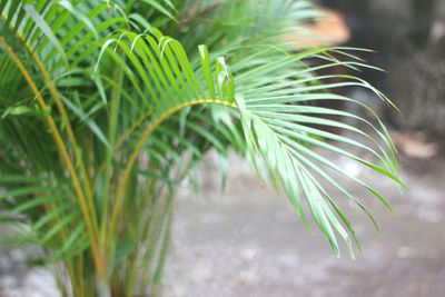 Close-up of green leaves