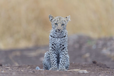 Portrait of cat on land