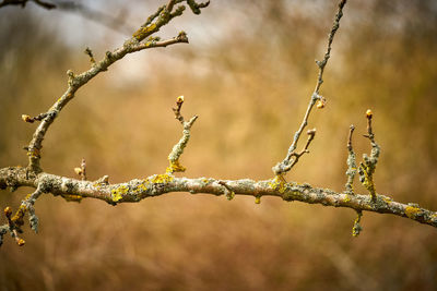 Close-up of a plant against blurred background