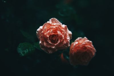 Close-up of rose against black background