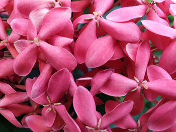 Full frame shot of pink flowering plants