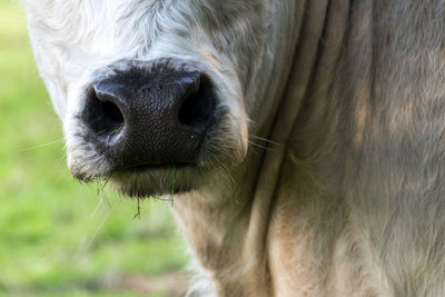 Close-up of cow snout