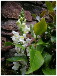 Close-up of fresh green plant