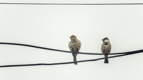 Bird perching on cable against clear sky