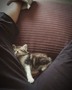 High angle view of cat sleeping on woman
