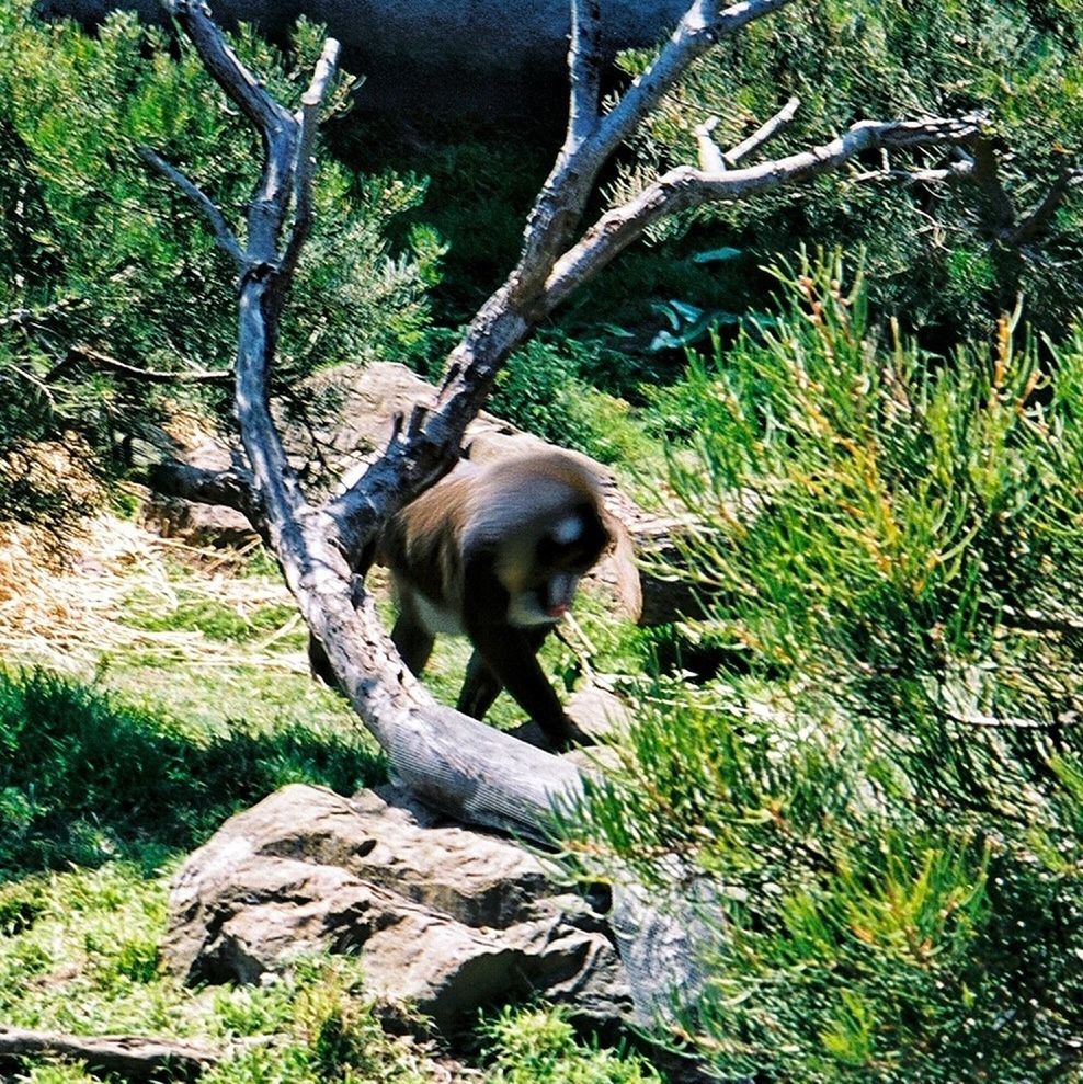 animal themes, one animal, mammal, tree, dog, domestic animals, pets, branch, relaxation, nature, forest, wildlife, plant, sitting, no people, outdoors, day, animals in the wild, growth, tree trunk