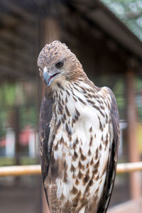 Close-up of a bird