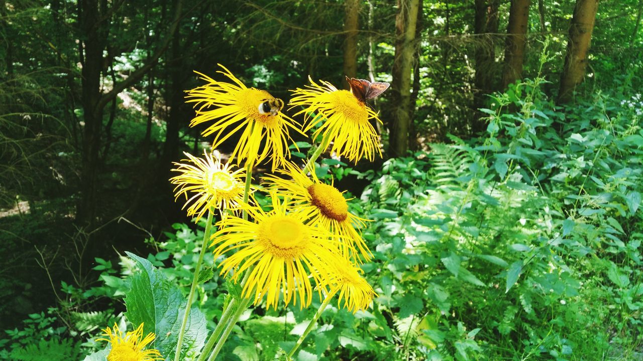 flower, freshness, yellow, fragility, petal, flower head, growth, blooming, beauty in nature, plant, nature, in bloom, focus on foreground, green color, pollen, close-up, park - man made space, leaf, day, outdoors