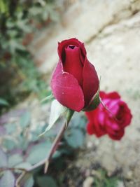 Close-up of red rose blooming outdoors