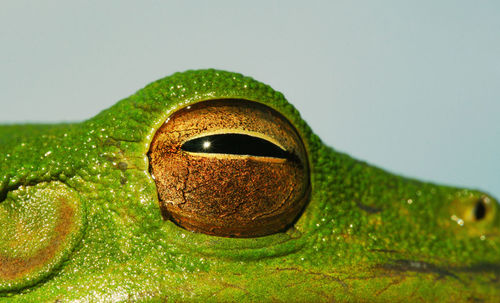 Close-up of eye frog