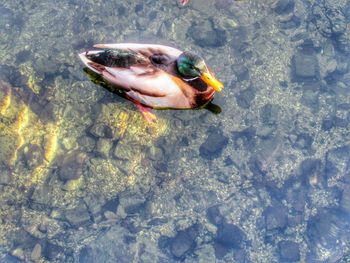 High angle view of fish swimming in water