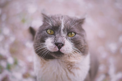 Close-up portrait of cat