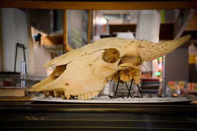 Close-up of animal skull on table