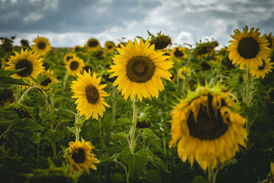 Sunflowers blooming on field against sky