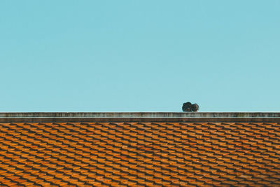 Low angle view of bird on roof against clear sky