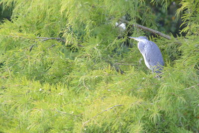 Bird perching on a field