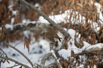 Birds perching on snow covered tree