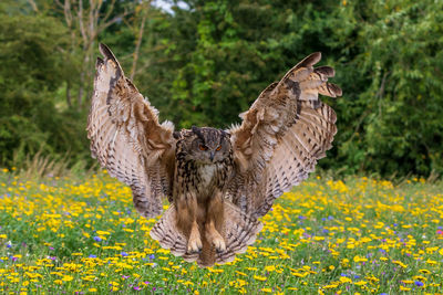 Eagle owl (Bubo