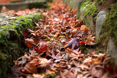 Autumn leaves on field