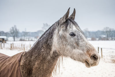 Winter time in suburb of hamburg, portrait of horse
