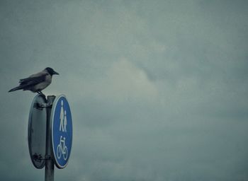 Low angle view of bird perching on road against sky
