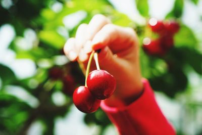 Close-up of red berries growing on plant