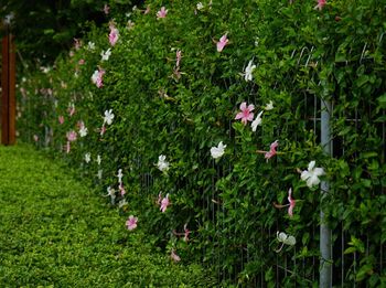 Flowers growing in field