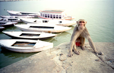 Teddy bear on boat