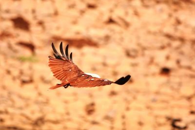 Close-up of eagle flying