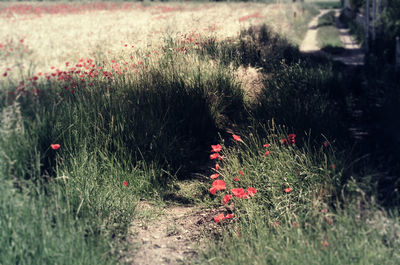 Poppy flowers on field