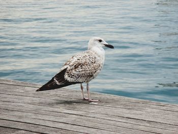 Seagull perching on wooden pier