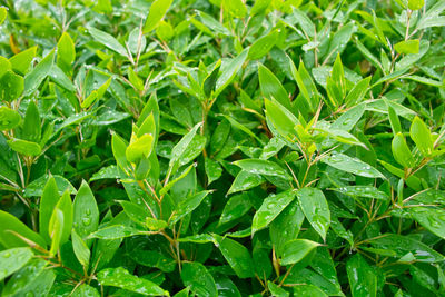 Close-up of wet leaves on field