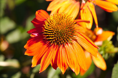 Close-up of orange flower