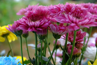 Close-up of pink flowers blooming outdoors