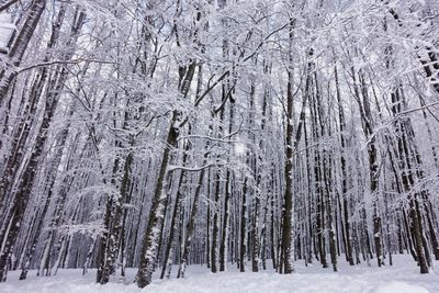 Panoramic view of pine trees in forest during winter