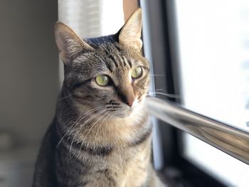 Close-up portrait of a cat