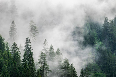 Panoramic view of pine trees in forest