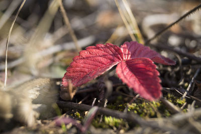 Close-up of leaves on plant