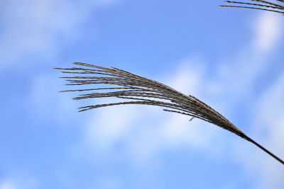 Low angle view of stalks against blue sky