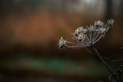Close-up of wilted plant with spider web