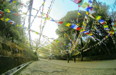 Trees in park