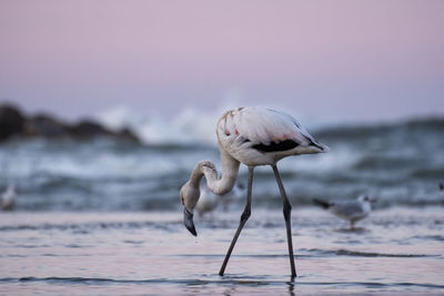 Bird on a beach