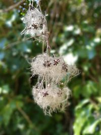 Close-up of flower growing on tree